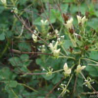 Cleome gynandra L.